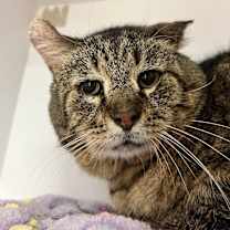 Thumbnail photo of Elvis #1