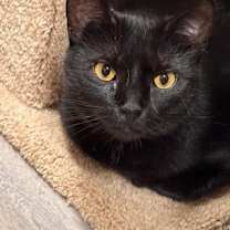 Thumbnail photo of Endora #1