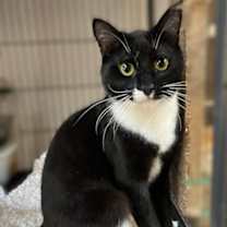 Thumbnail photo of CLYDE #2