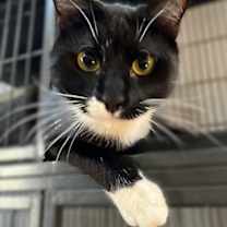 Thumbnail photo of CLYDE #3