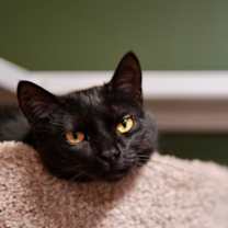 Thumbnail photo of Endora #3