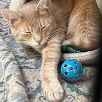 Thumbnail photo of THISTLE #1