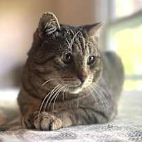 Thumbnail photo of THOMAS #1