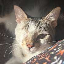 Thumbnail photo of Odin #2