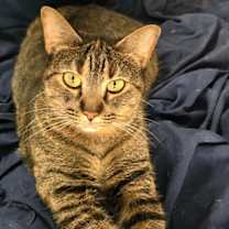 Thumbnail photo of Pepper #1