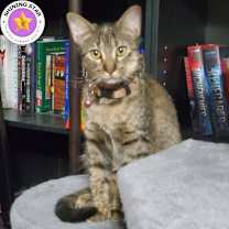 Thumbnail photo of Pepper #2