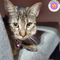 Thumbnail photo of Pepper #3