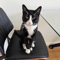 Thumbnail photo of Leo #1