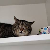 Thumbnail photo of Butler #2