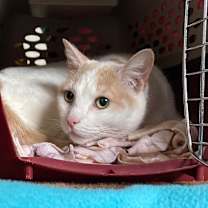 Thumbnail photo of Henry #2