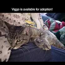 Thumbnail photo of Viggo #1