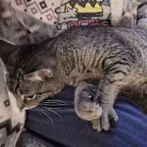 Thumbnail photo of Viggo #3
