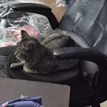 Thumbnail photo of Viggo #4