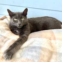 Thumbnail photo of Intrigue #1