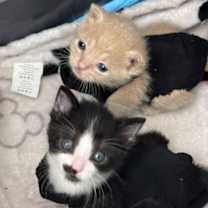 Thumbnail photo of Jack #2