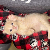Thumbnail photo of Colby #1