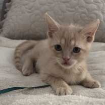 Thumbnail photo of Colby #3