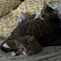 Thumbnail photo of Uno #1