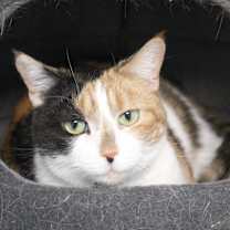Thumbnail photo of Cali (declawed) #1