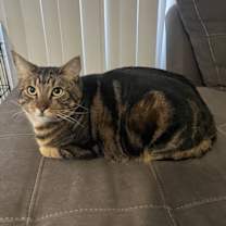 Thumbnail photo of Honeybun and Oso #4