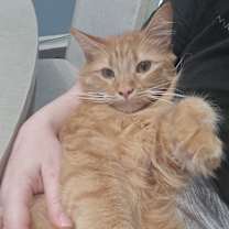 Thumbnail photo of Pele #1