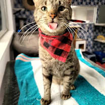 Thumbnail photo of Teddy Bear (Cuddle me) #3