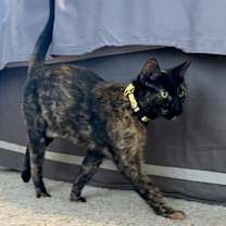 Thumbnail photo of Suzy #4