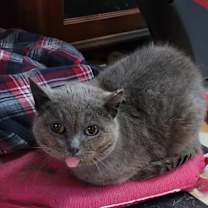 adopt-pet