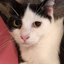 adopt-pet