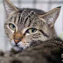 Thumbnail photo of Shelby #2