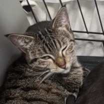 Thumbnail photo of Shelby #3