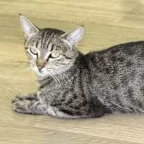 Thumbnail photo of Shelby #4