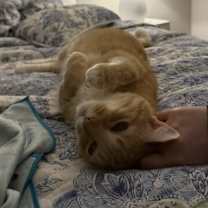 Thumbnail photo of Sunny JN (PetSmart Laurens Rd) #1