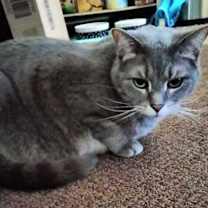 Thumbnail photo of Nimbas, Raven & Ripley #1