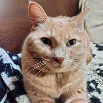 Thumbnail photo of Nimbas, Raven & Ripley #3