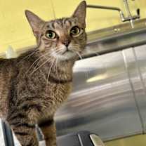 Thumbnail photo of Sisu #4