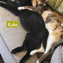 Thumbnail photo of Kobe #3