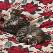 Thumbnail photo of Kitty #1