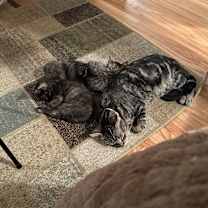 Thumbnail photo of Kitty #2