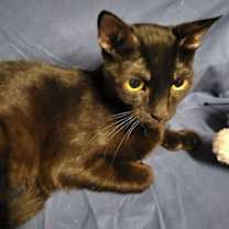 Thumbnail photo of Princess Gate the Polydactyl Sweetie #1