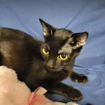 Thumbnail photo of Princess Gate the Polydactyl Sweetie #2