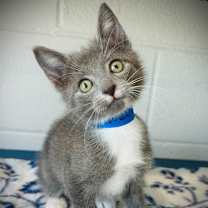 Thumbnail photo of Mason #3