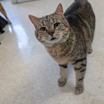 Thumbnail photo of Athena #1