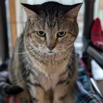 Thumbnail photo of Athena #3