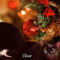 Thumbnail photo of Clue #1