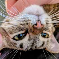 Thumbnail photo of Ruby #3