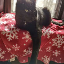 Thumbnail photo of Perry #1