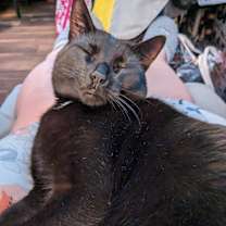 Thumbnail photo of Perry #3