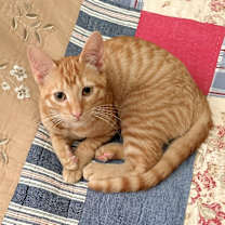 Thumbnail photo of Kitty #1