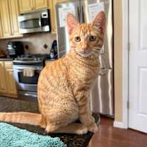 Thumbnail photo of Kitty #2